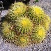 Echinocactus_ grussonii_8